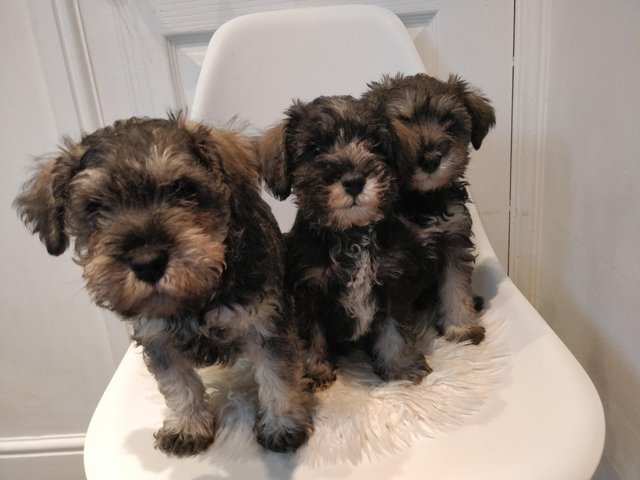 Preview of the first image of Stunning miniature Schnauzer for sale 2xmale 1xfemale.