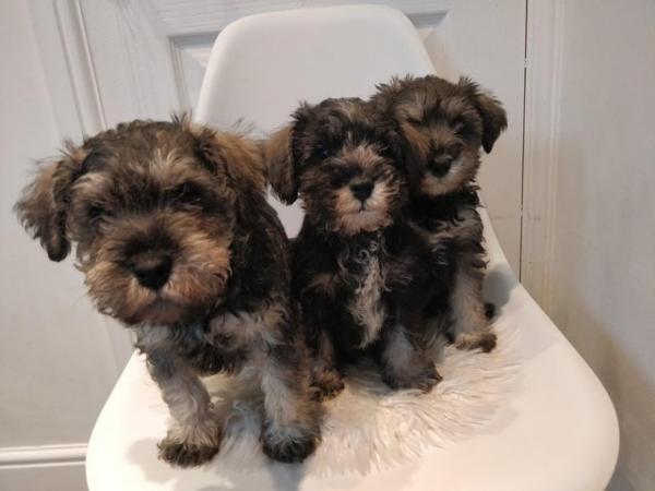 Image 1 of Stunning miniature Schnauzer for sale 2xmale 1xfemale