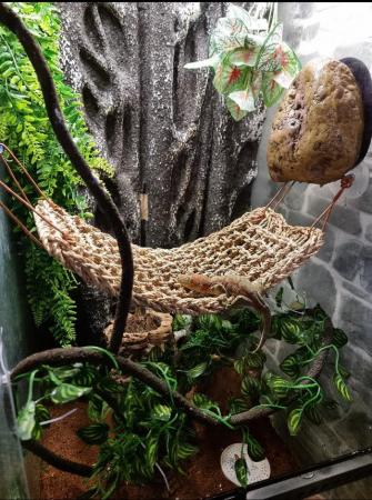 Image 2 of Male mossy gecko (Mniarogekko Chahoua) with exo terra