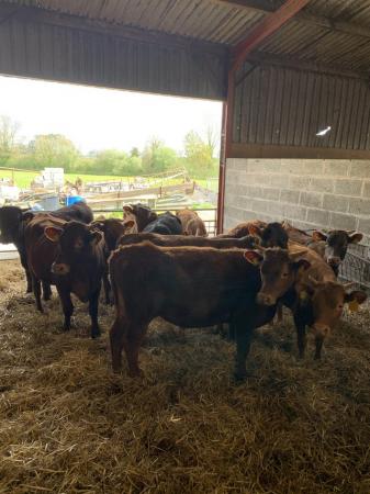 Image 3 of 11 Devon for sale heifer and steers