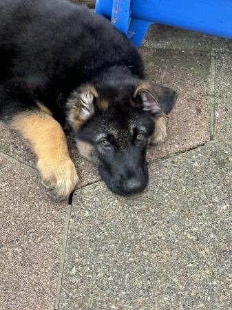 Image 18 of German Shepherd puppies for sale