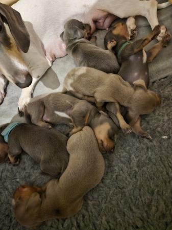 Image 3 of *1 Boy Left* Miniature Dachshund Puppies