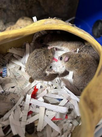 Image 4 of Group of African doormice for sale