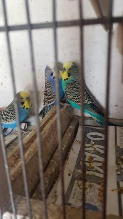 Image 5 of Lovely budgies for sale