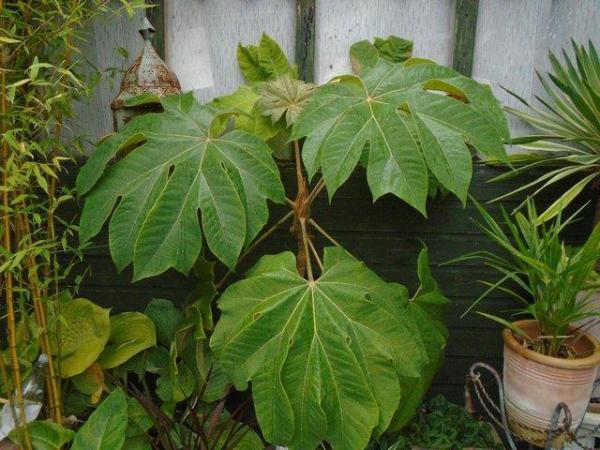 Image 2 of GARDEN PLANT - TETRAPANAX REX - The Ultimate Jungle Plant
