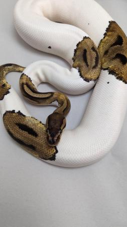 Image 4 of Cb19 female pied royal python