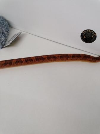 Image 2 of Corn snake male proven breeder