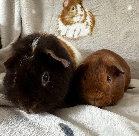 Image 4 of Gorgeous boy guinea pigs