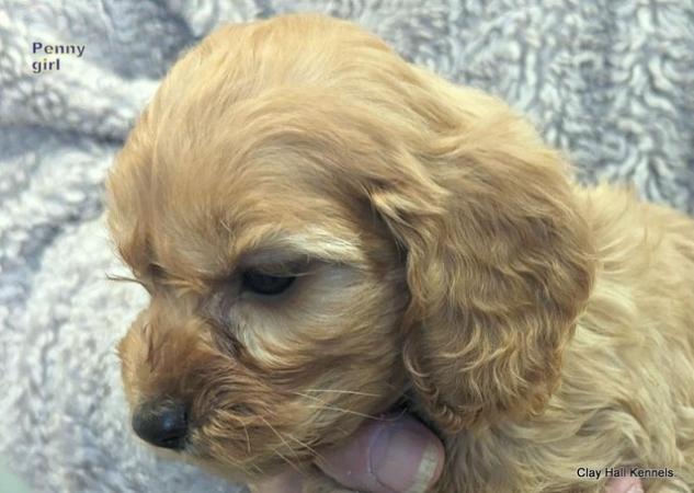 Image 11 of Golden F1 Cockapoo puppies, ready soon.