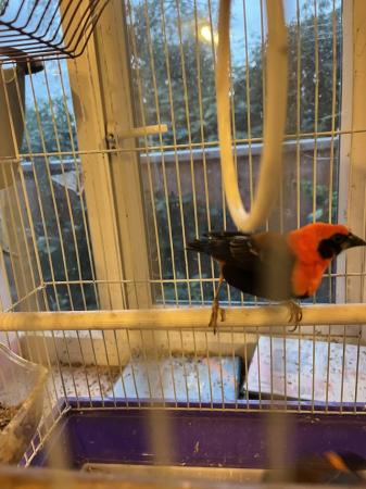 Image 5 of Beautiful Red Bishop Finch for sale