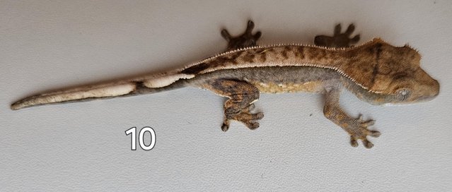 Image 8 of Juvenille Crested geckos