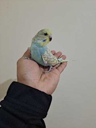 Image 7 of Silly hand tamed baby budgies for sale