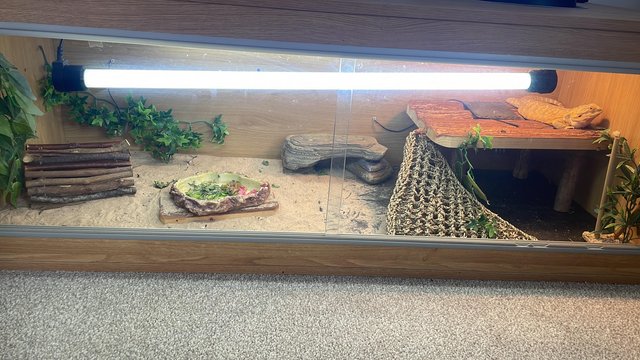 Preview of the first image of Bearded dragon and enclosure.