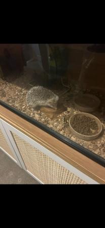 Image 4 of Male hedgehog 10 months old