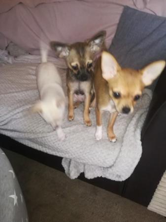 Image 7 of very small chihuahua pups for sale  only 1 boy n 1 girl left