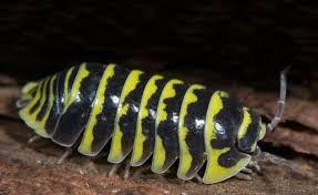 10 +2 X Zebra Isopod 