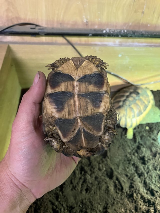 Marginated tortoises setup — photo 3 of 4