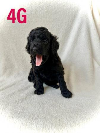 Image 15 of F2 Cockapoo Puppies Pra & Fn Clear  REDUCED
