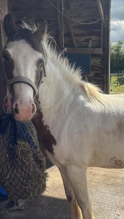 Image 2 of Rosie - 13’2hh cob mare looking for her forever home