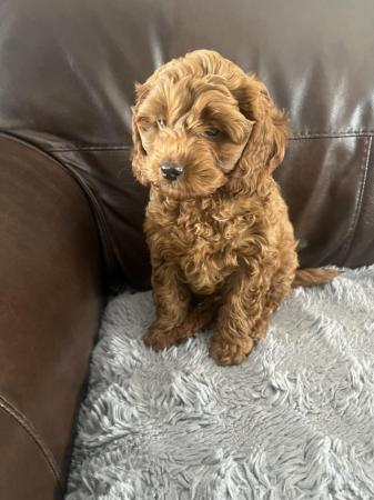 Image 12 of F1B Cockapoo puppies ready now 1 girl left