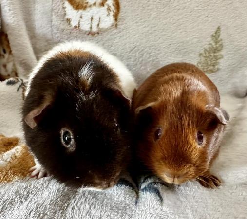 Image 5 of Gorgeous boy guinea pigs