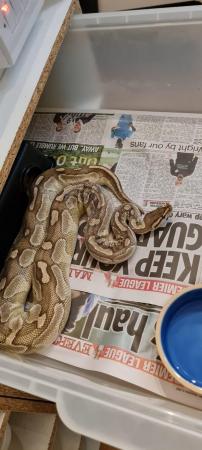 Image 4 of Multipleball pythons for sale £50 per snake