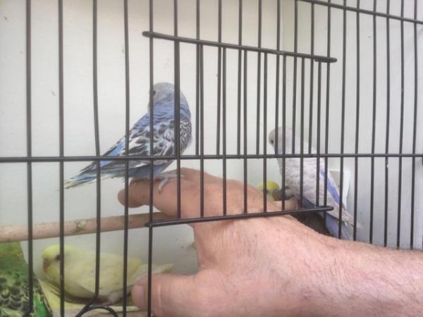 Image 5 of Baby Budgies for Sale. Most colours