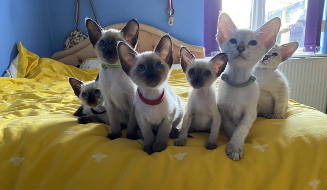 Preview of the first image of Exceptionally beautiful and silky soft GCCF siamese kittens.