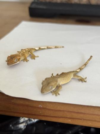Image 2 of 3 baby crested geckos + small vivarium