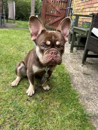 Image 3 of 8 month old French bulldog