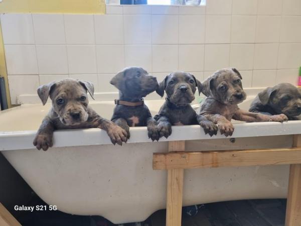 Image 7 of Last 2 blue boys and merle boy looking for forever homes