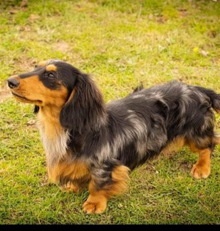 Image 2 of Miniature long haired Dachshund