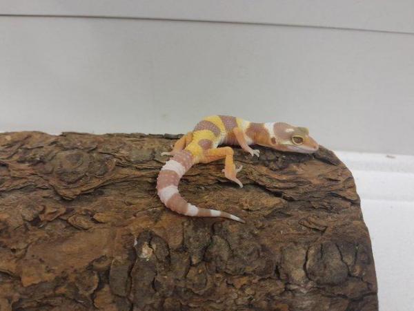 Image 4 of 8 week old leopard geckos with giant gene