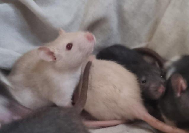 Image 4 of 6 week old male rats for sale