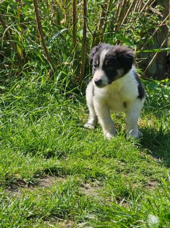 Image 5 of Collie puppies ready to go one the 24th May