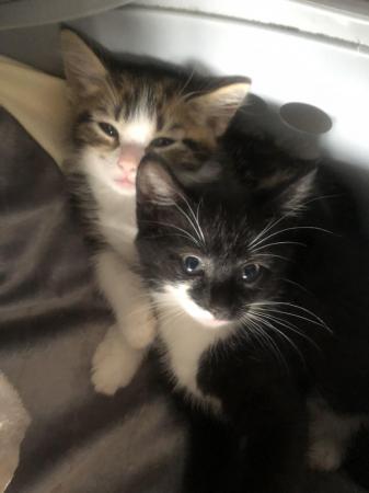 Image 2 of Beautiful kittens black girl and tabby boy