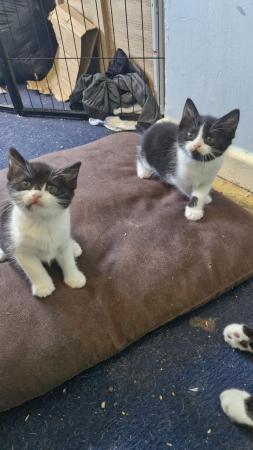 Image 8 of Beautiful kittens for sale, I have 2 female kittens for sale