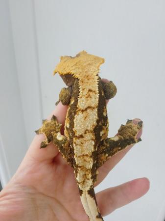 Image 6 of Big Chonky Male Crested Gecko