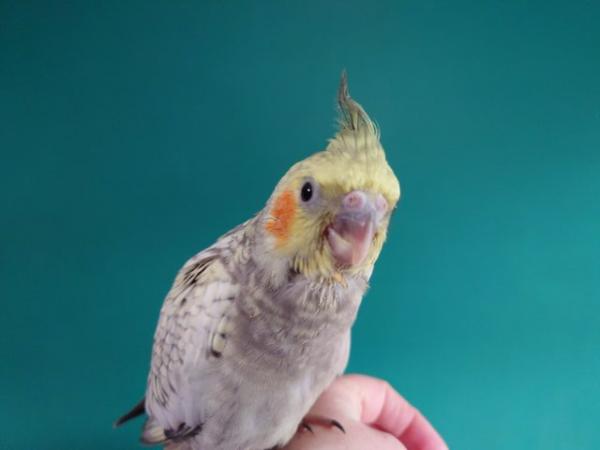 Image 15 of Hand reared silly tame DNA sexed baby cockatiels