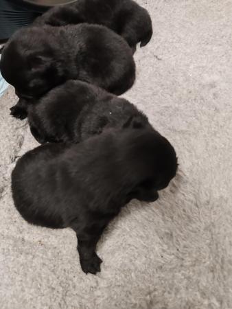 Image 4 of Black Pomeranian puppies