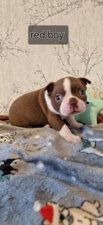 Image 5 of Kc registrated Boston terrier puppies