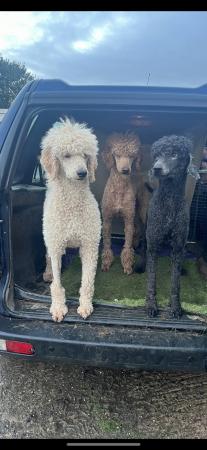 Image 7 of Working standard poodle pups