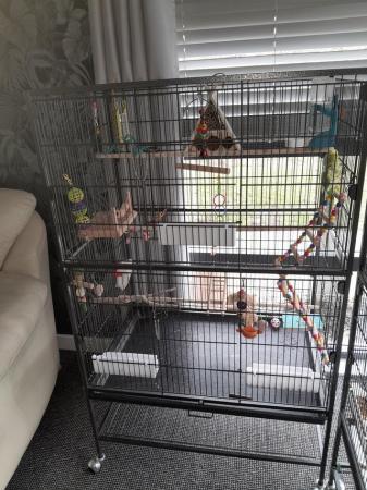 Image 5 of 2 young budgies complete set up .