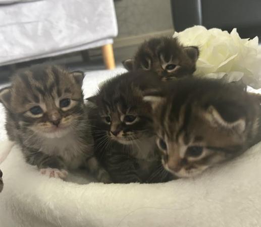 Image 6 of Beautiful family kittens with Bengal & Maine Coon breeding
