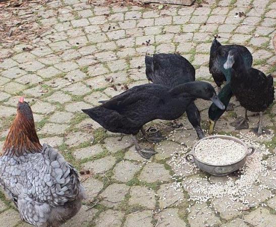 Image 2 of Indian Runner Duck Hatching / Fertile Eggs for sale