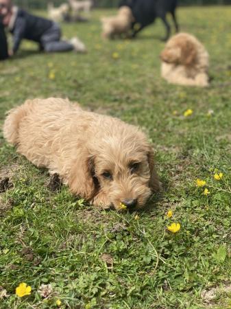 Image 23 of F2 miniature Labradoodles looking for homes
