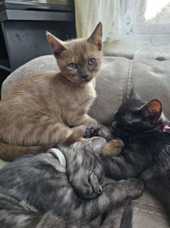 Image 3 of Tica Reg Bengal Kittens for loving home