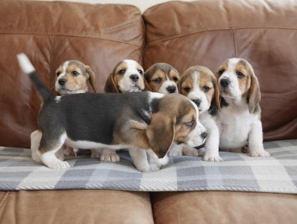 Image 5 of Beautiful Health Tested Beagle Puppies