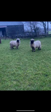 Image 1 of Valais black nose wether Hoggs