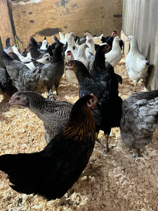 Preview of the first image of Chickens various breeds POL hen.